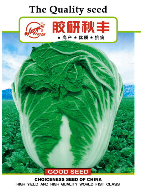 秋丰——秋播白菜